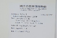 松葉蕨藏品圖，第2張