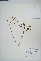 松葉蕨藏品圖，第1張