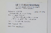 松葉蕨藏品圖，第2張