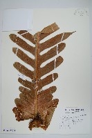 連珠蕨藏品圖，第1張