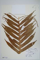 連珠蕨藏品圖，第3張