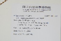 連珠蕨藏品圖，第6張