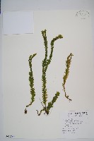 福氏石松藏品圖，第1張