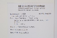 福氏石松藏品圖，第2張