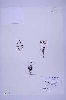 銀杏葉鐵角蕨藏品圖，第1張