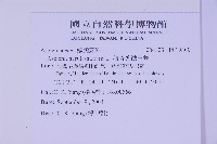 銀杏葉鐵角蕨藏品圖，第2張