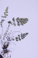 北京鐵角蕨藏品圖，第3張