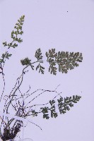 北京鐵角蕨藏品圖，第4張