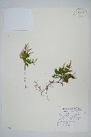 擬密葉卷柏藏品圖，第1張