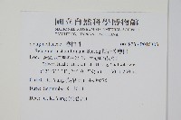 擬密葉卷柏藏品圖，第2張