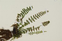 縮羽鐵角蕨藏品圖，第3張