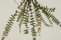 縮羽鐵角蕨藏品圖，第4張