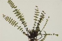 縮羽鐵角蕨藏品圖，第5張