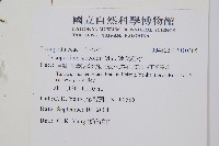 鱗葉石松藏品圖，第2張