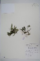 華東瓶蕨藏品圖，第1張