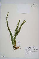 福氏石松藏品圖，第1張