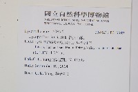 福氏石松藏品圖，第2張