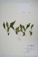 臺灣車前蕨藏品圖，第1張