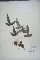 岩鳳尾蕨藏品圖，第1張