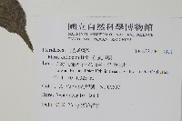 岩鳳尾蕨藏品圖，第2張