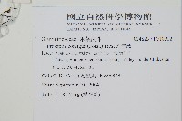 穴子蕨藏品圖，第2張