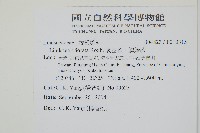 陵齒蕨、鱗始蕨藏品圖，第2張