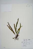 大武禾葉蕨藏品圖，第1張