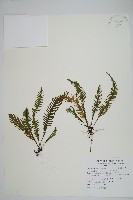 穴子蕨藏品圖，第1張