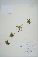 登錄號:P010319藏品圖，第1張