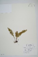 密毛蒿蕨藏品圖，第1張