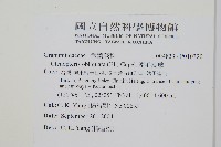 密毛蒿蕨藏品圖，第2張