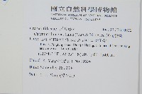 姬荷包蕨藏品圖，第2張