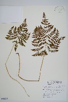 細裂羽節蕨藏品圖，第1張