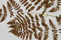 細裂羽節蕨藏品圖，第7張