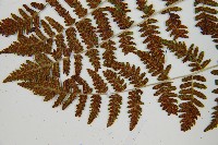 細裂羽節蕨藏品圖，第8張