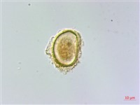 細裂羽節蕨藏品圖，第2張