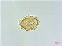 細裂羽節蕨藏品圖，第3張