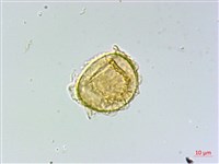 細裂羽節蕨藏品圖，第4張