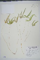 掌鳳尾蕨藏品圖，第1張