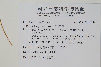 掌鳳尾蕨藏品圖，第2張