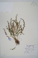 玉山耳蕨藏品圖，第1張