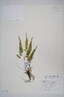 尾葉伏蕨藏品圖，第1張