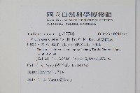 尾葉伏蕨藏品圖，第2張