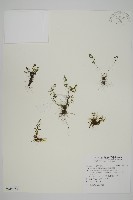 姬鐵角蕨藏品圖，第1張