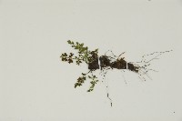 姬鐵角蕨藏品圖，第5張