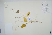 高山瓶爾小草、鈍頭瓶爾小草藏品圖，第1張