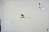 扇羽陰地蕨藏品圖，第1張