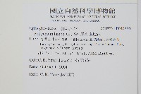 扇羽陰地蕨藏品圖，第2張