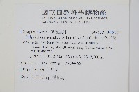 針葉耳蕨藏品圖，第2張