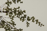 臺灣高山鐵線蕨藏品圖，第7張